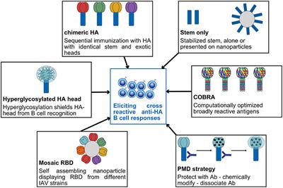 Recombinant Influenza Vaccines: Saviors to Overcome Immunodominance